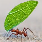 5 formas en las que los insectos toman decisiones y resuelven problemas (y qué podemos aprender de ellos)